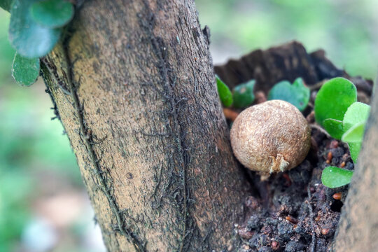 Kepel fruit or burahol, a rare fruit native to Yogyakarta, is a favorite of the palace princesses due to its properties as a natural deodorant. This fruit grows directly on the tree trunk.            