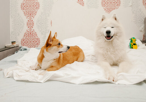 Two dogs are lying on the bed. 