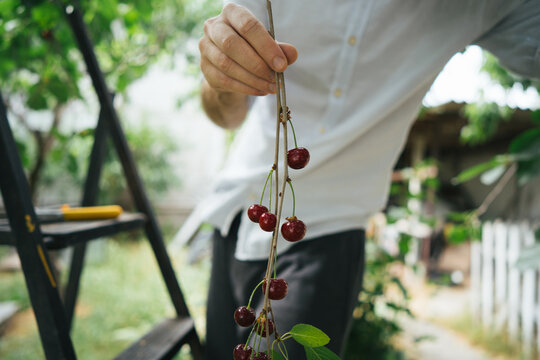 Person harvesting fresh cherry