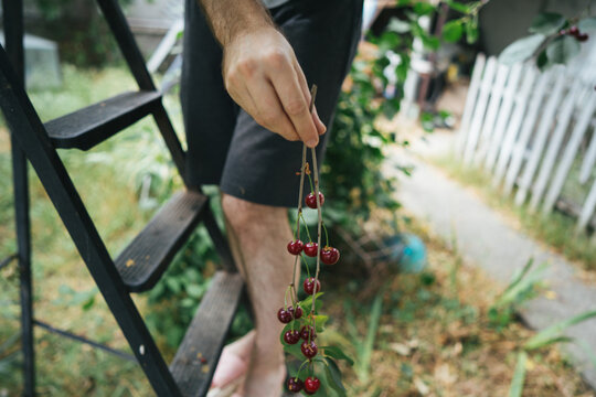 Person harvesting fresh cherry