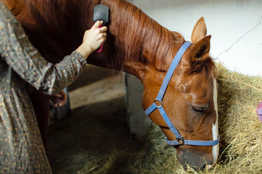 
hand of a woman combing a horse's mane