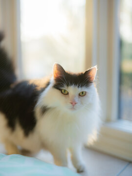Cute black and white cat near the window looking at camera