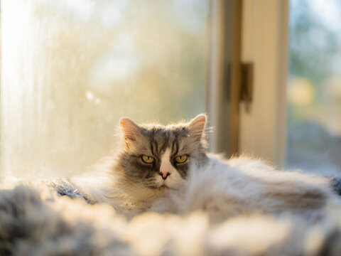 Grumpy cat laying on sunshine in the pet bed 