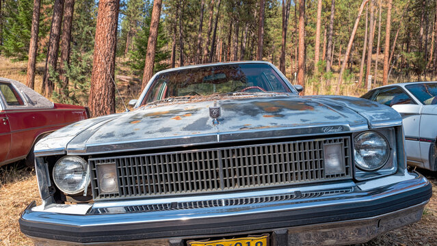 Oregon, USA - September 11, 2025: The front of a 1977 Chevy Nova Concours in a junkyard near a forest