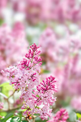 Pink lilac blossoms in warm evening light. Spring floral background with copy space. © Tatjana