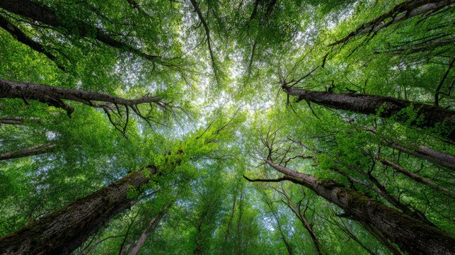 Seamless green tree canopy background with detailed leaves and branches, ideal for website headers, eco friendly themes, and nature inspired layouts