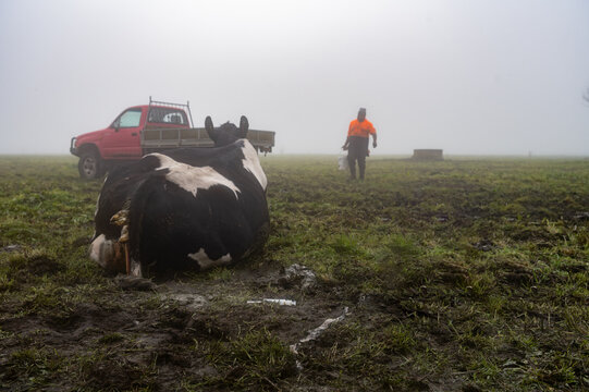 Recumbent cow giving birth