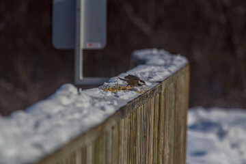 Chickadee on a railing © Mike