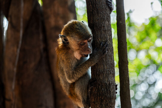 Close-up portrait of a thoughtful macaque monkey on a tree branch