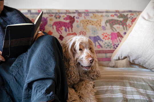 Close up of cute spaniel dog on the couch
