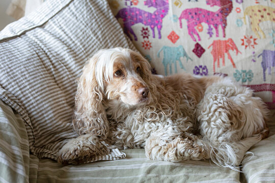 Close up of cute spaniel dog on the couch