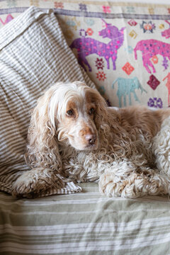 Close up of cute spaniel dog on the couch