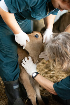 Blood sampling of a newborn calf