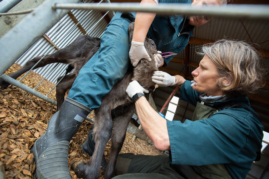Blood sampling of a calf