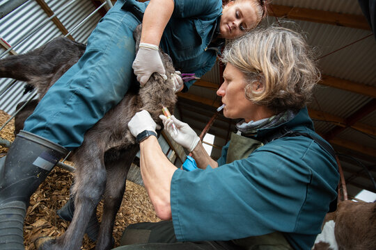 Blood sampling of a calf