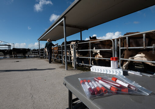 Blood sampling in dairy cows