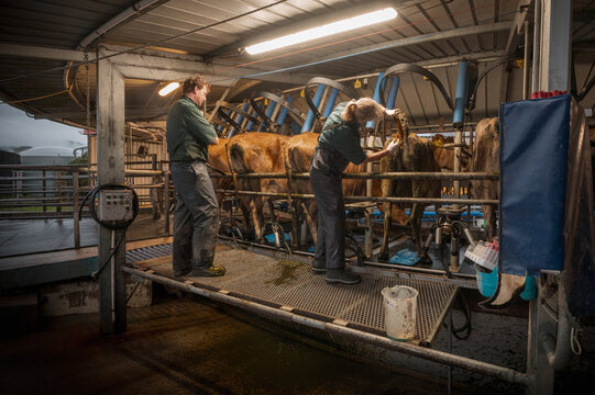 Blood sampling in dairy cows