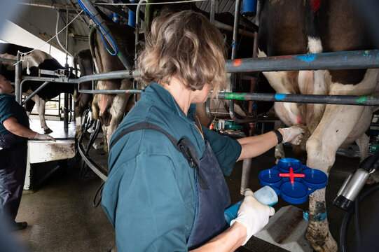 Rapid mastitis test in a diary cow
