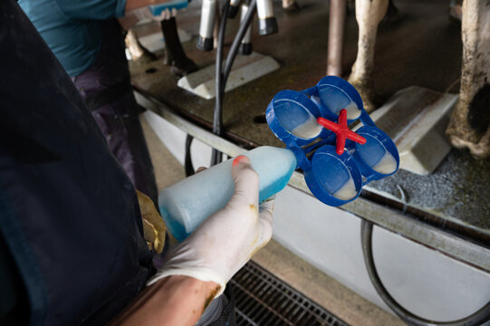 Rapid mastitis test in a diary cow