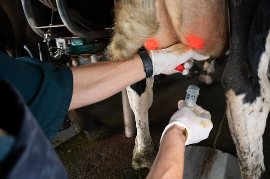 Milk sampling of a dairy cow