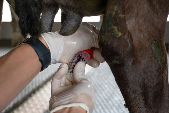 Milk sampling of a dairy cow