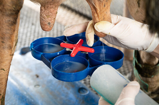 Rapid mastitis test in a diary cow