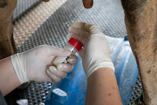 Milk sampling of a dairy cow