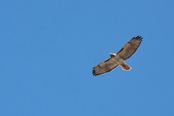 Obraz premium Red shouldered hawk inflight high against deep blue sky. 
