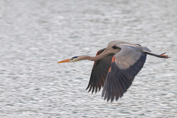 Obraz premium Great blue heron inflight over lake with wings spread. 