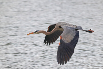 Great blue heron inflight over lake with wings spread. 