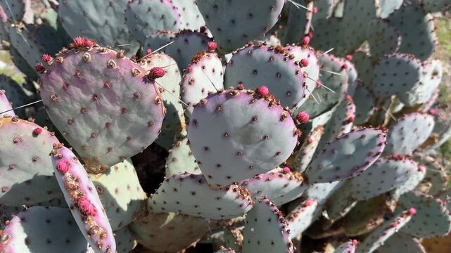 Opuntia macrocentra - purplish prickly pear - in the Arizona desert.