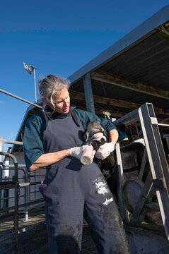 Oral treatment of a dairy cow