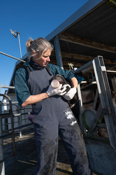 Oral treatment of a dairy cow
