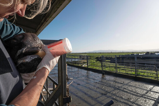 Oral treatment of a dairy cow