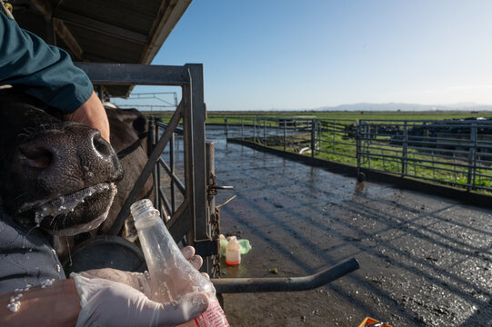 Oral treatment of a dairy cow