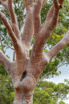 Sydney Red Gum, Angophora costata