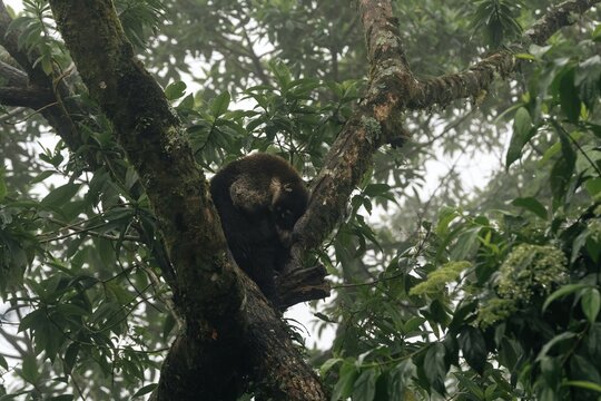 Elusive pizote Hides Deep in a Fog-Shrouded Jungle Treetop