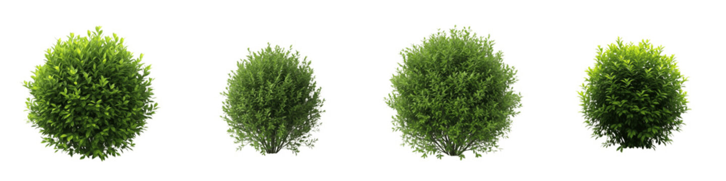 Set and collection of green garden bushes, round boxwood shrubs and decorative landscape plants for outdoor gardening and park environment design, isolated on white transparent PNG background