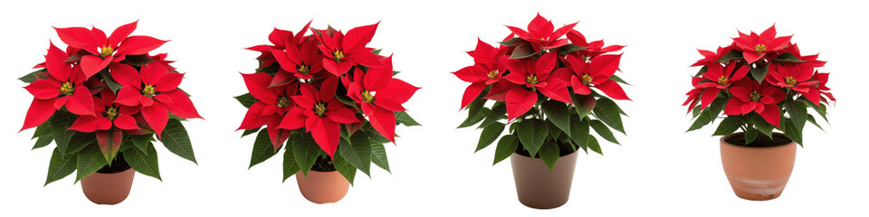 Set and collection of red poinsettia plants in pots, beautiful Christmas flowers with green leaves for winter holiday and home garden decoration, isolated on white transparent PNG background