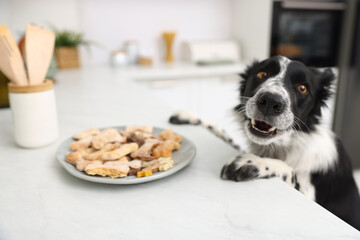 Cute dog near plate with bone shaped cookies on white table in kitchen