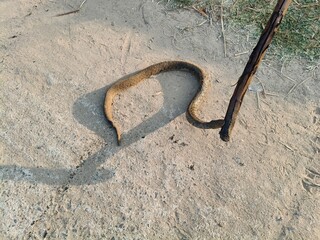 Fototapeta premium Checkered keelback or Fowlea piscator snake. It is known&nbsp;commonly&nbsp;as the&nbsp;Asiatic water snake and Xenochrophis piscator . The species is&nbsp;endemic&nbsp;to&nbsp;Asia. It is non-venomous snake. 