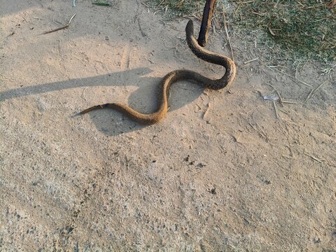 Checkered keelback or Fowlea piscator snake. It is known&nbsp;commonly&nbsp;as the&nbsp;Asiatic water snake and Xenochrophis piscator .  The species is&nbsp;endemic&nbsp;to&nbsp;Asia. It is non-venomous snake. 