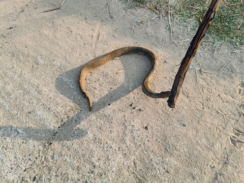 Checkered keelback or Fowlea piscator snake. It is known&nbsp;commonly&nbsp;as the&nbsp;Asiatic water snake and Xenochrophis piscator .  The species is&nbsp;endemic&nbsp;to&nbsp;Asia. It is non-venomous snake. 