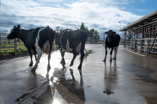 Three  cows drafted into yard for treatment.