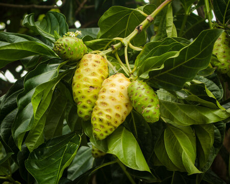 Fruits on the Morinda citrifolia tree itself, known as noni, Tahiti noni, a small tree of the Rubiaceae family, in S&atilde;o Lu&iacute;s, MA, Brazil.