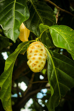 Fruits on the Morinda citrifolia tree itself, known as noni, Tahiti noni, a small tree of the Rubiaceae family, in S&atilde;o Lu&iacute;s, MA, Brazil.