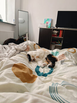 UGC pov shot of two cats sleeping in bed with their owner in morning