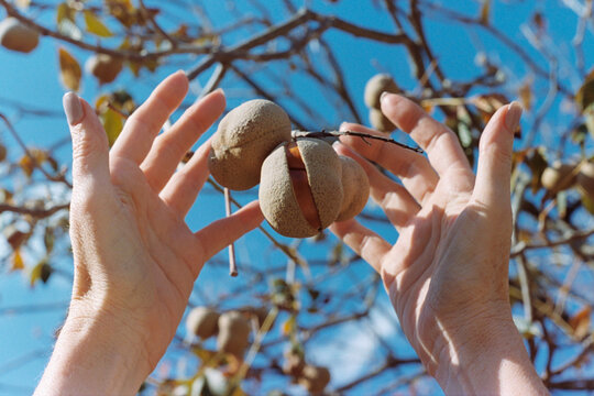 Hands Hold a Buckeye on a Tree