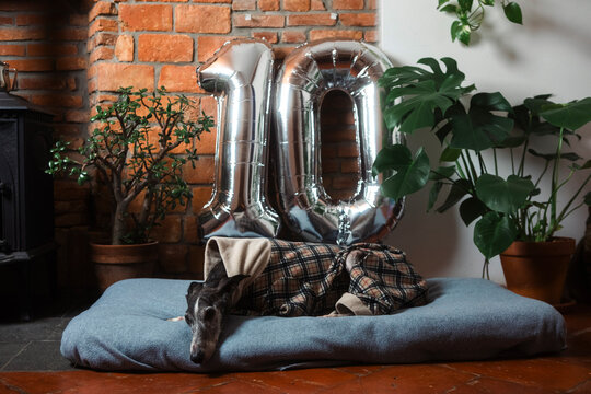 Dog celebrating 10th birthday with silver balloons