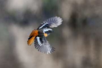 羽ばたいているジョウビタキ